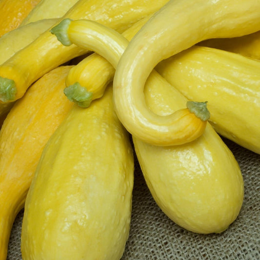 Golden Crookneck Squash Seeds