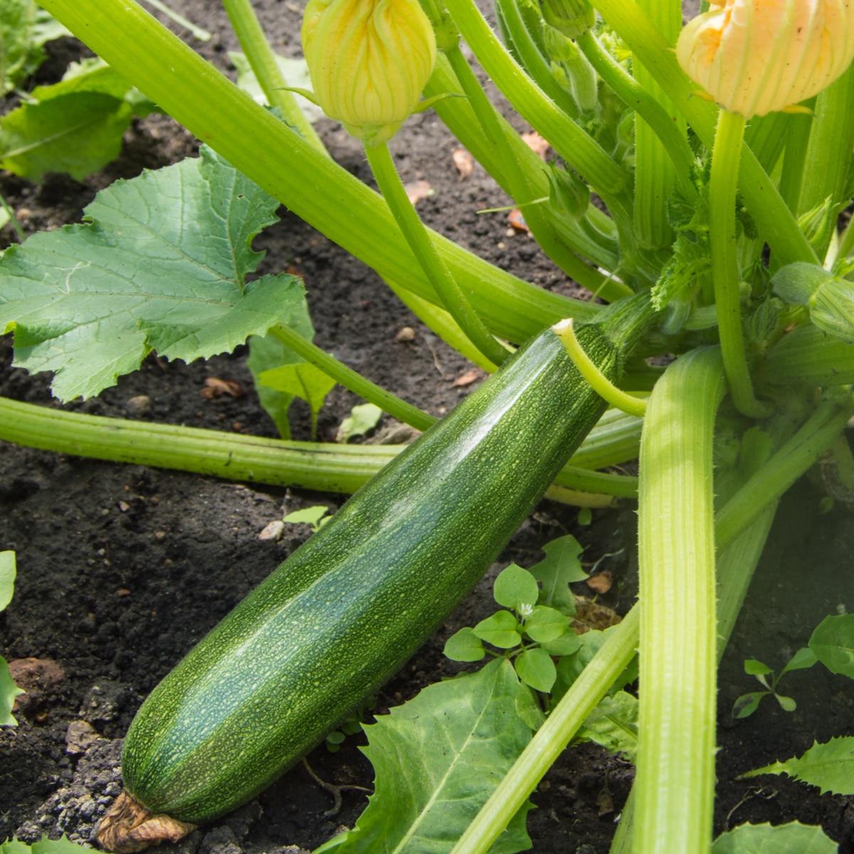 Green Summer Zucchini Squash Seeds