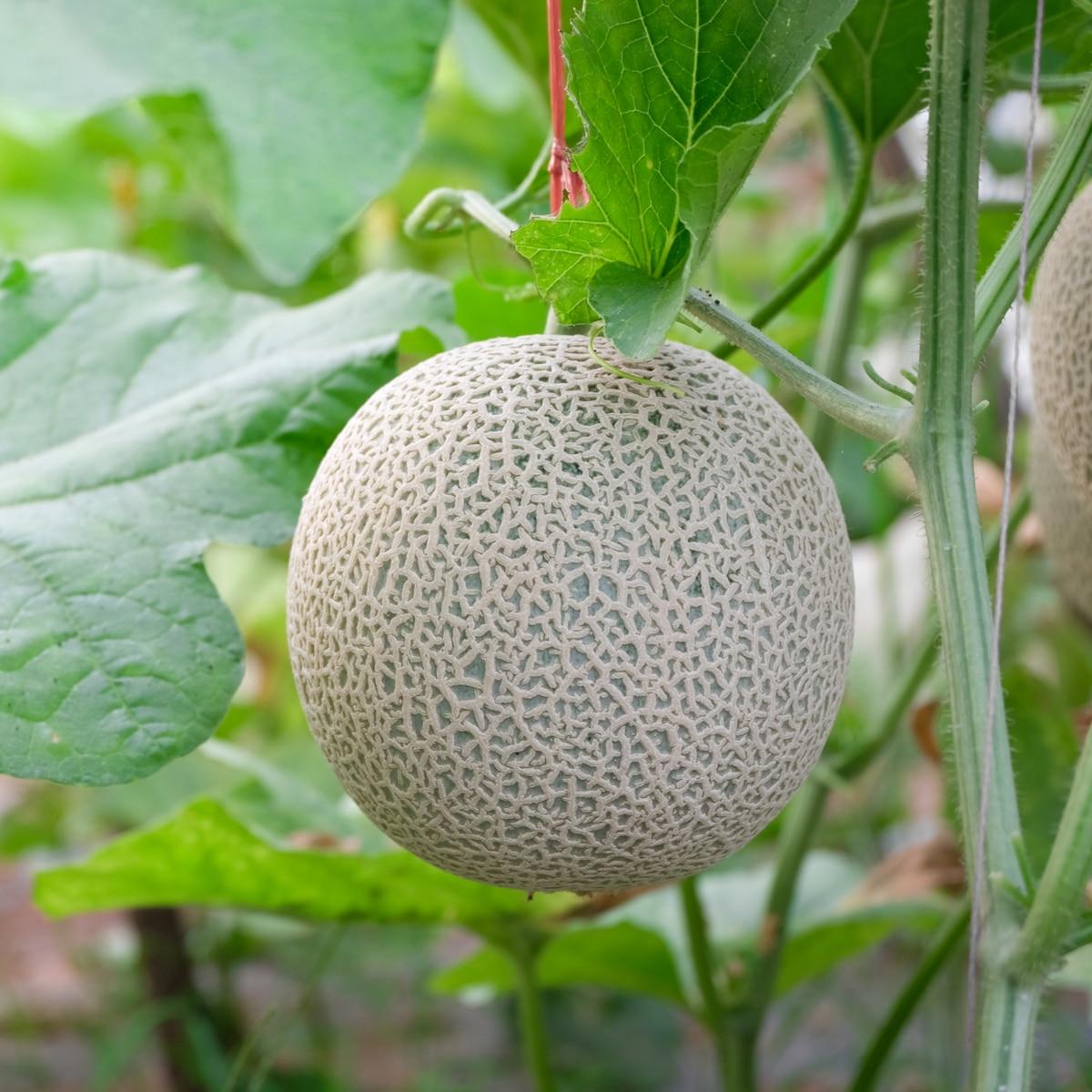 plant melon seeds Hearts of Gold Cantaloupe Melon Seeds – SeedCatalog.com