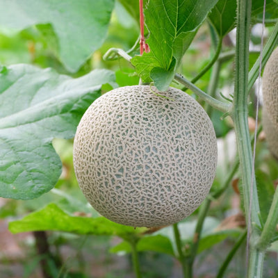 Hearts of Gold Cantaloupe Melon Seeds