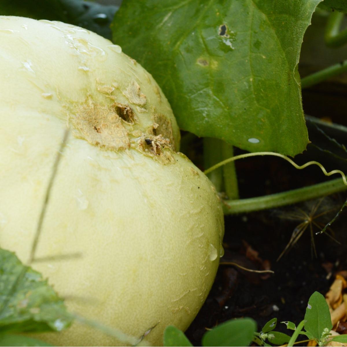 Honeydew Green Melon Seeds