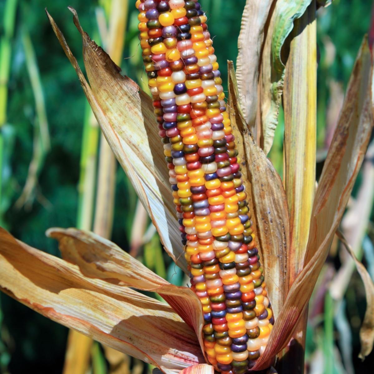indian seeds and plants Indian Corn Seeds – SeedCatalog.com