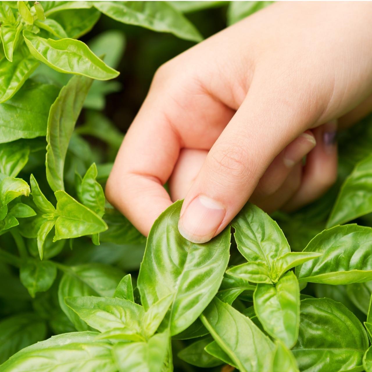 Large Leaf Italian Basil Seeds SeedCatalog