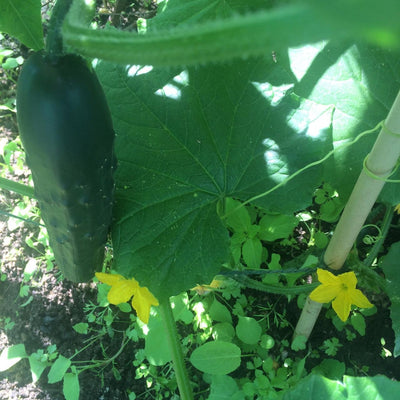 Marketmore Cucumber Seeds