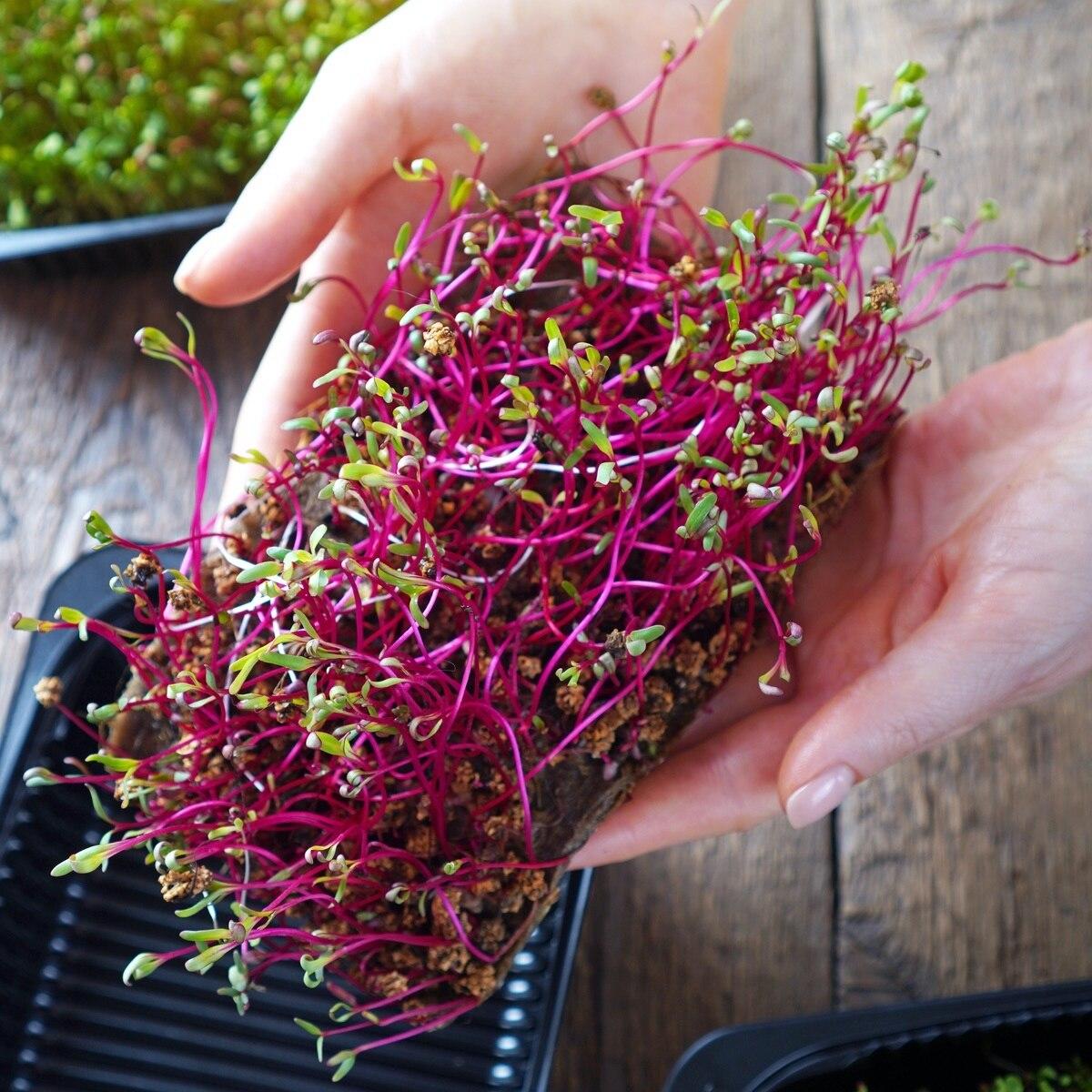 Microgreens Kit