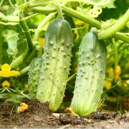 National Pickling Cucumber Seeds