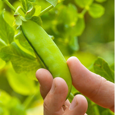 Oregon Giant Pea Seeds