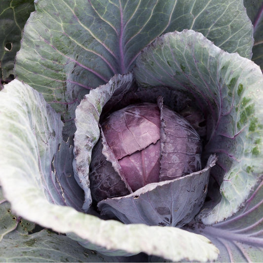 Red Acre Cabbage Seeds