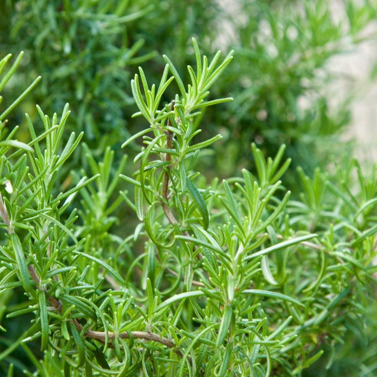 Rosemary Seeds