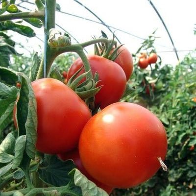Rutgers Tomato Seeds