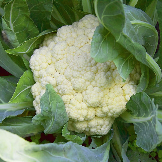 Snowball Cauliflower Seeds