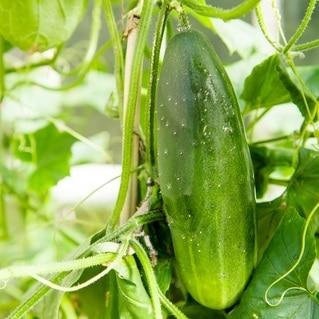 Straight Eight Cucumber Seeds