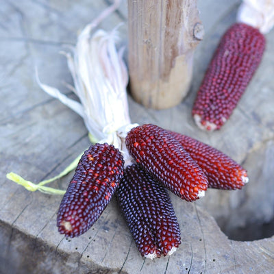 Strawberry Popcorn Seeds