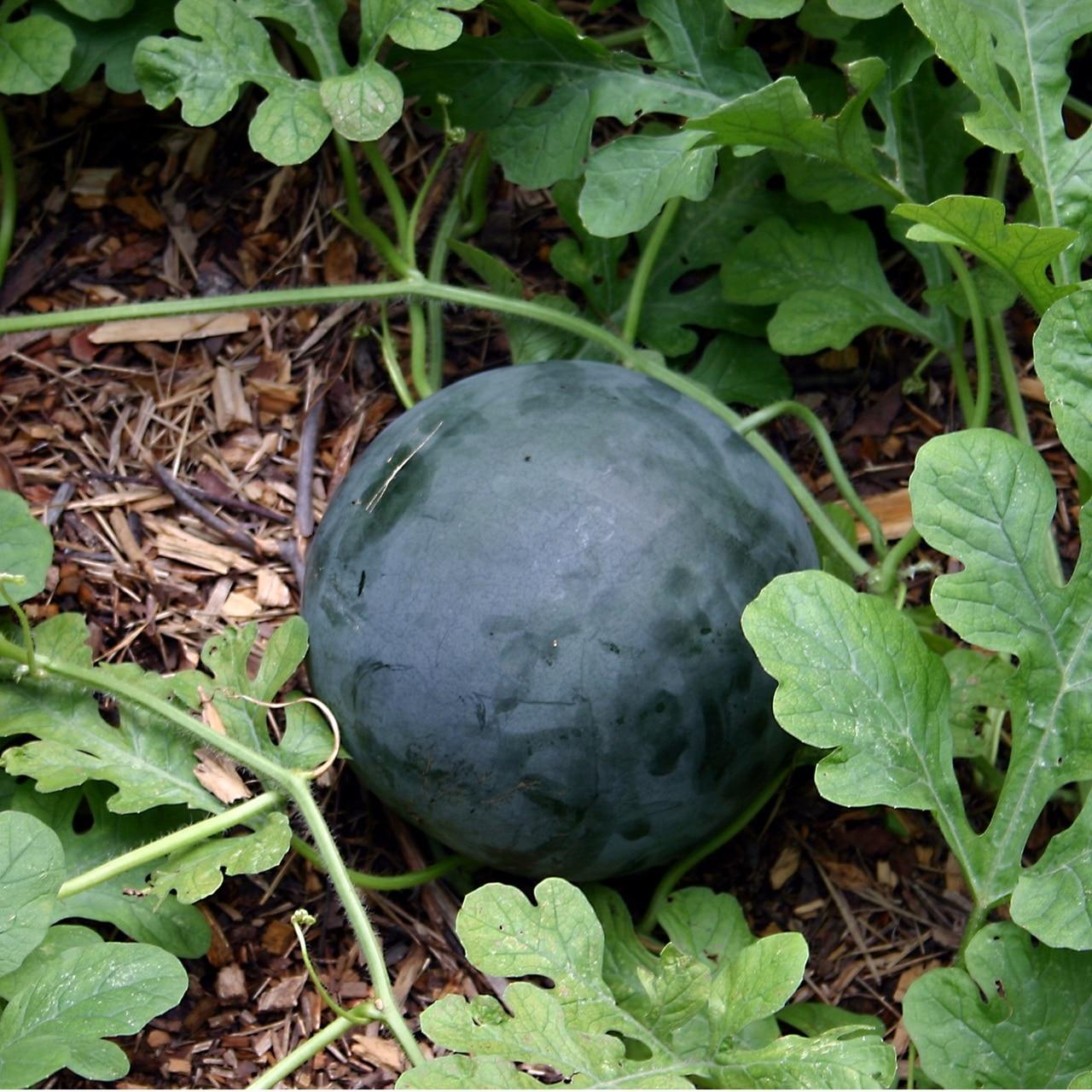 Sugar Baby Watermelon Seeds