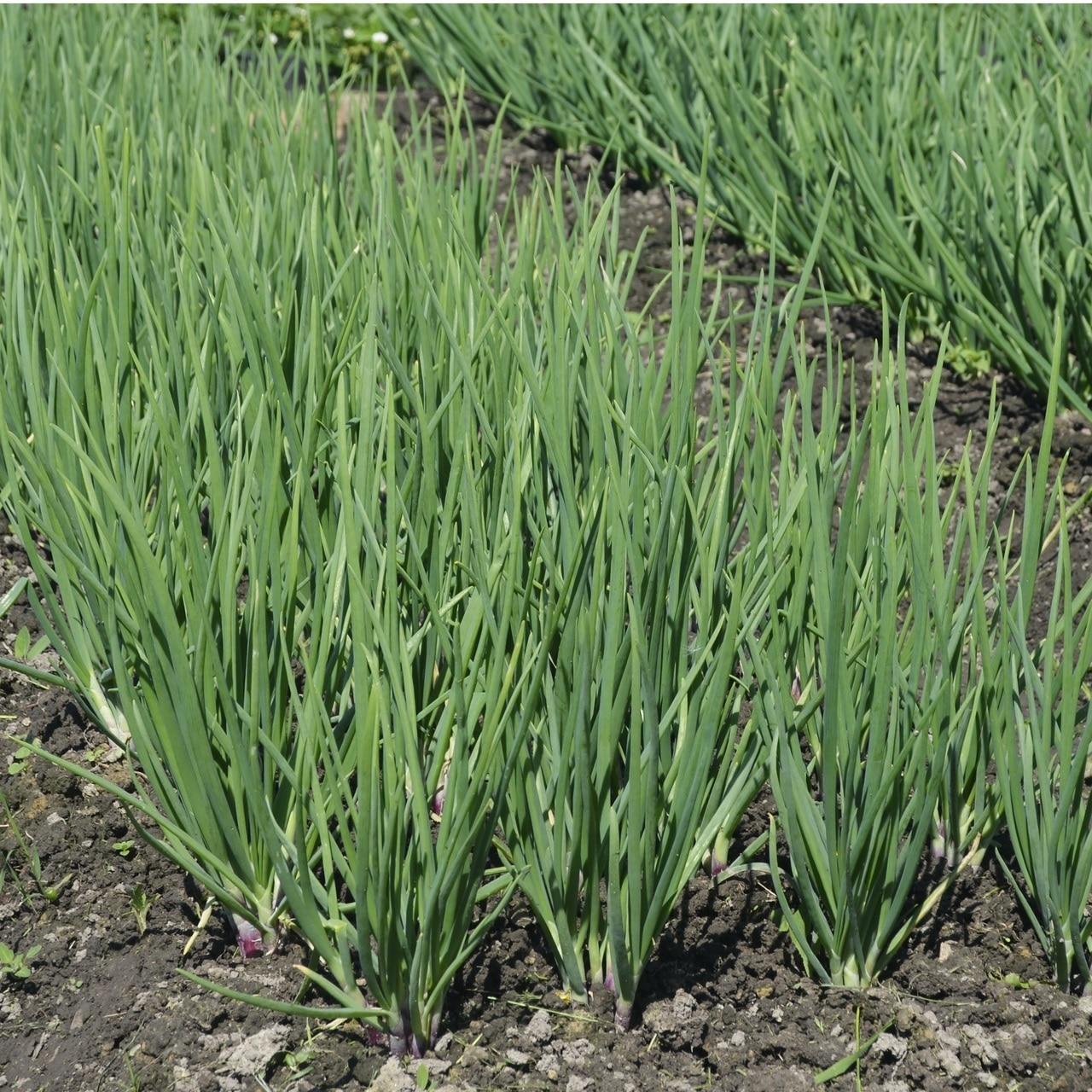 planting bunching onion seeds Tokyo Long Bunching Onion Seeds