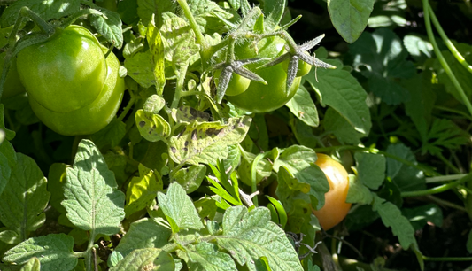 Don’t Miss Out—Late Spring Is Prime Time for Planting!