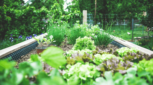Garden Harmony: A Quick Guide to Companion Planting and Natural Pest Deterrents