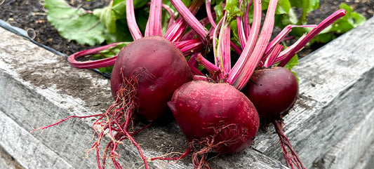 Detroit Red Beets @theseedcatalog