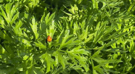 Ladybugs in the Garden: What They Mean and How to Get More