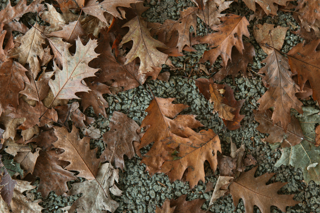 November Garden Prep: Planting, Soil Care, & Cleanup for All Zones