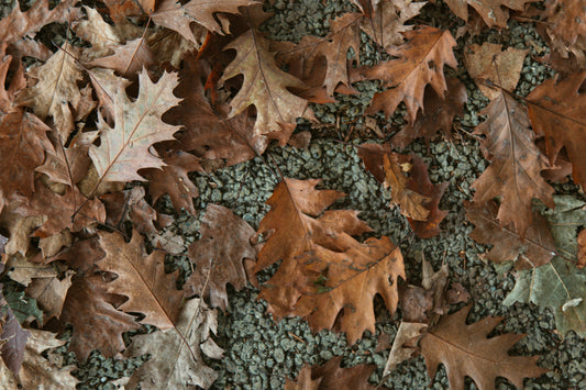 November Garden Prep: Planting, Soil Care, & Cleanup for All Zones