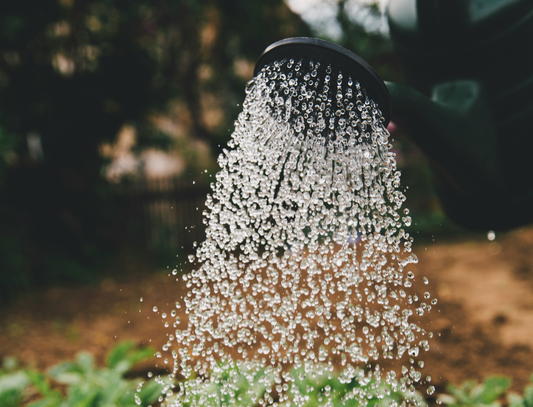 The Best Time to Water Your Garden—And Why It Matters
