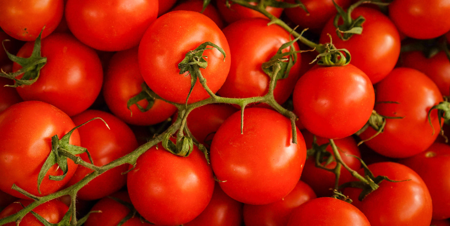 seedcatalog tomato collection