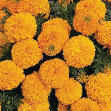 Orange Inca II Marigold