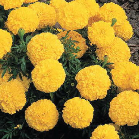 Yellow Inca II Marigold Seeds