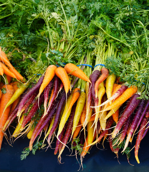 Rainbow Blend Carrot Seeds