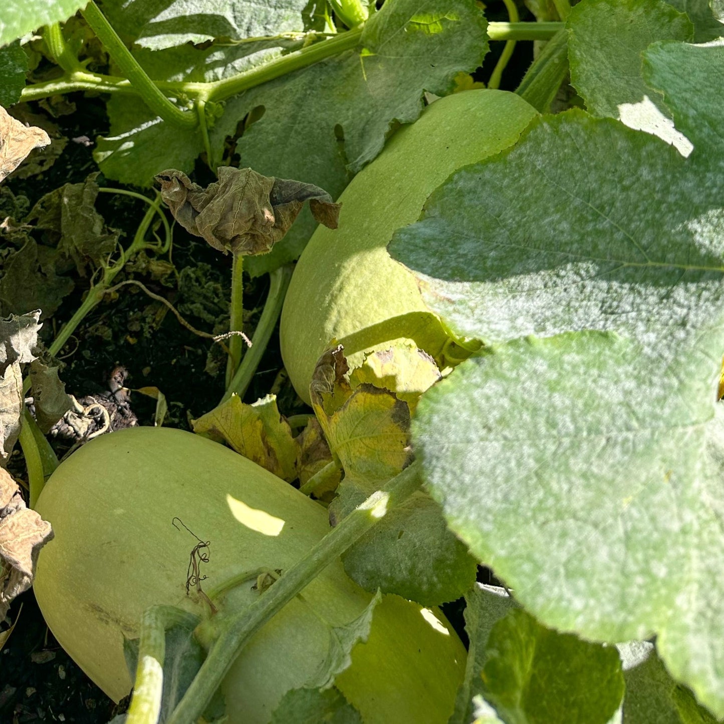 Spaghetti Squash Seeds