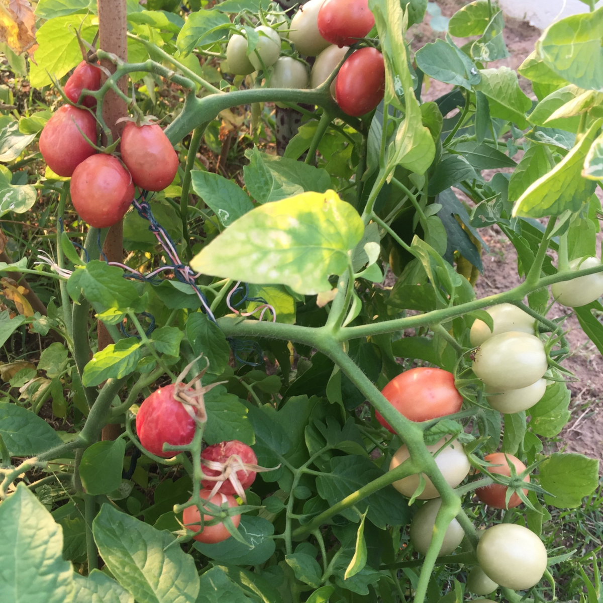 Thai Pink Egg Tomato Seeds