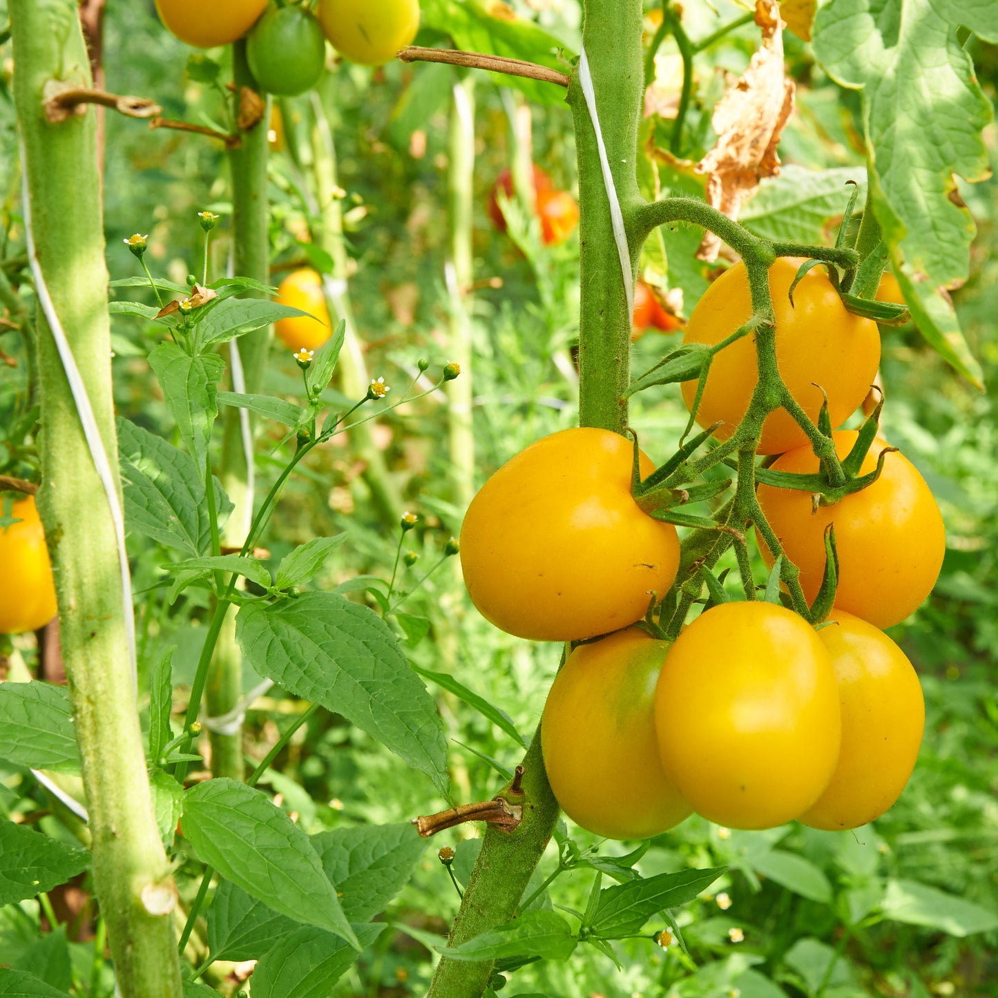 Golden Jubilee Tomato Seeds
