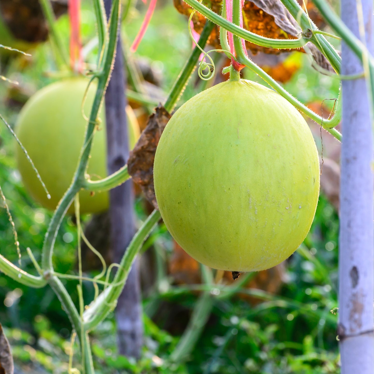 Honeydew Tam Dew Melon Seeds