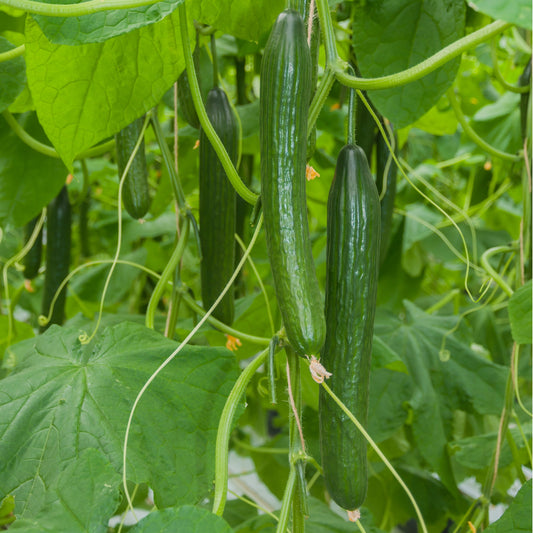 Japanese Cucumber Seeds