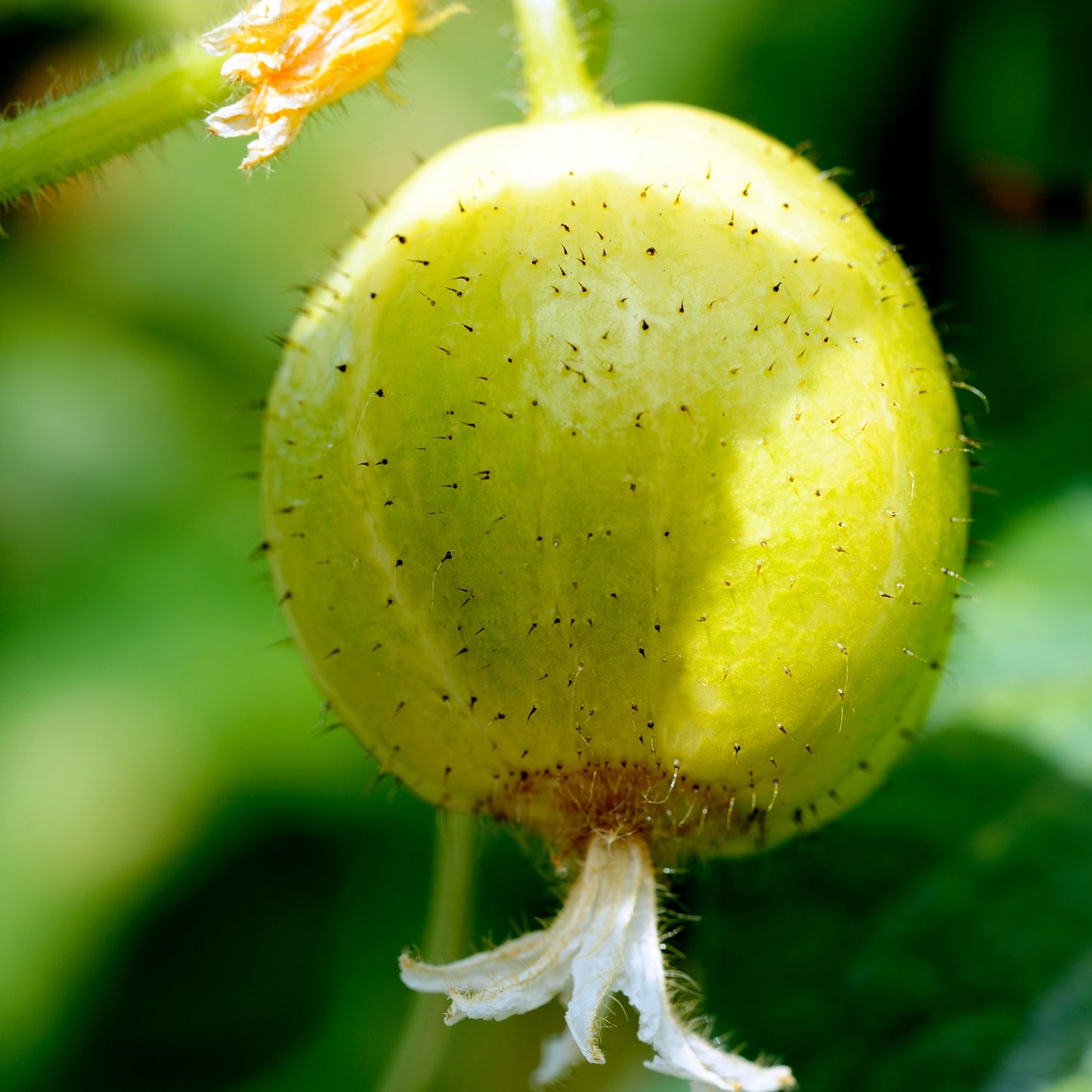 Lemon Cucumber Seeds