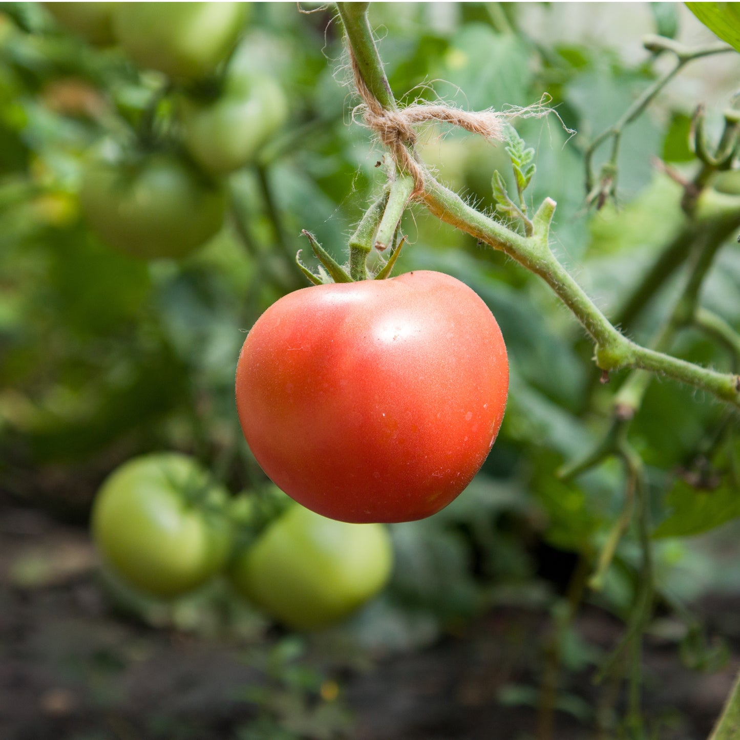 Pink Brandywine Tomato Seeds