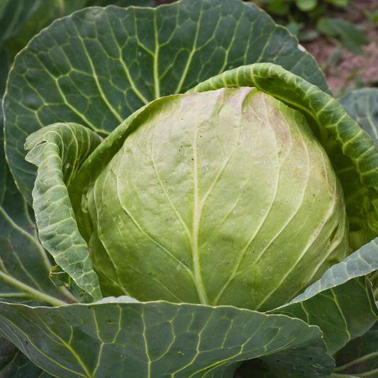 Premium Early Flat Dutch Cabbage Seeds