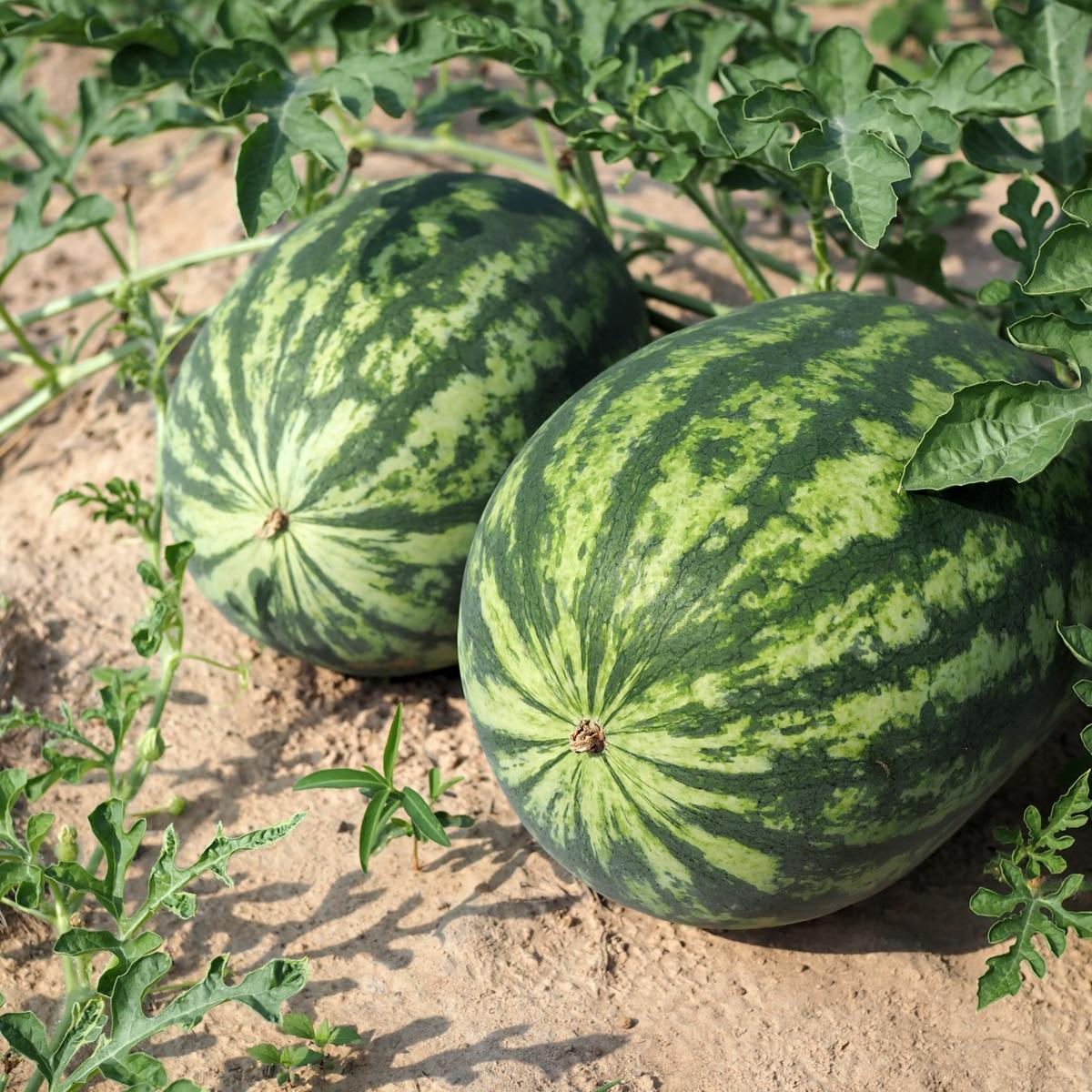 All Sweet Watermelon Seeds