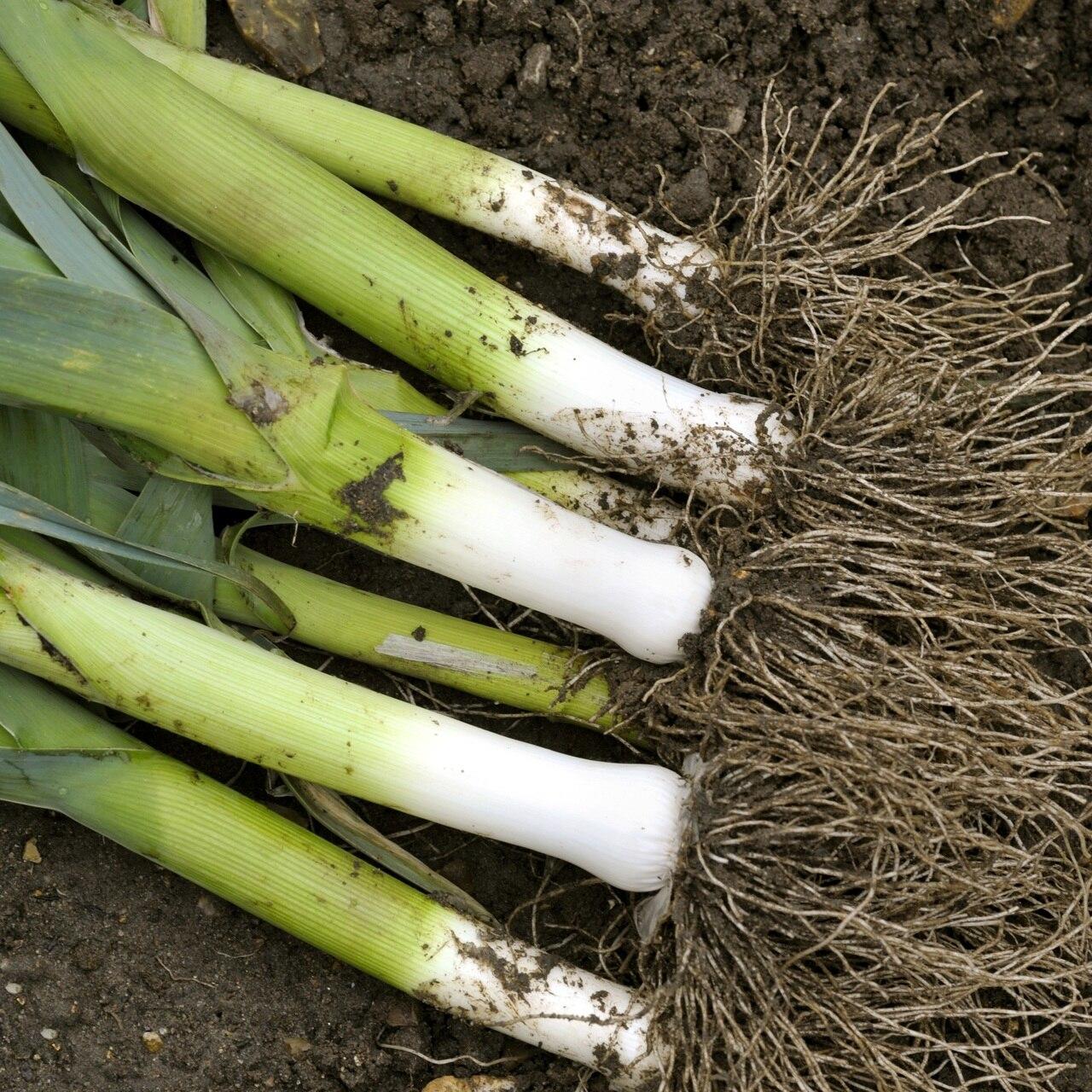 American Flag Leek Seeds