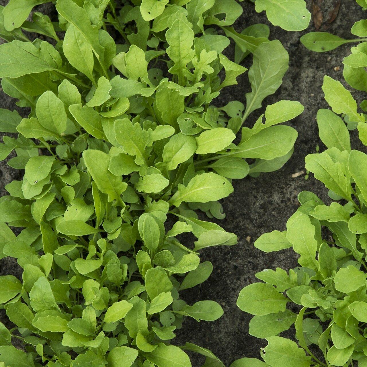 Arugula Seeds (Microgreens)