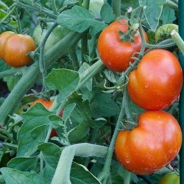 Beefsteak Tomato Seeds