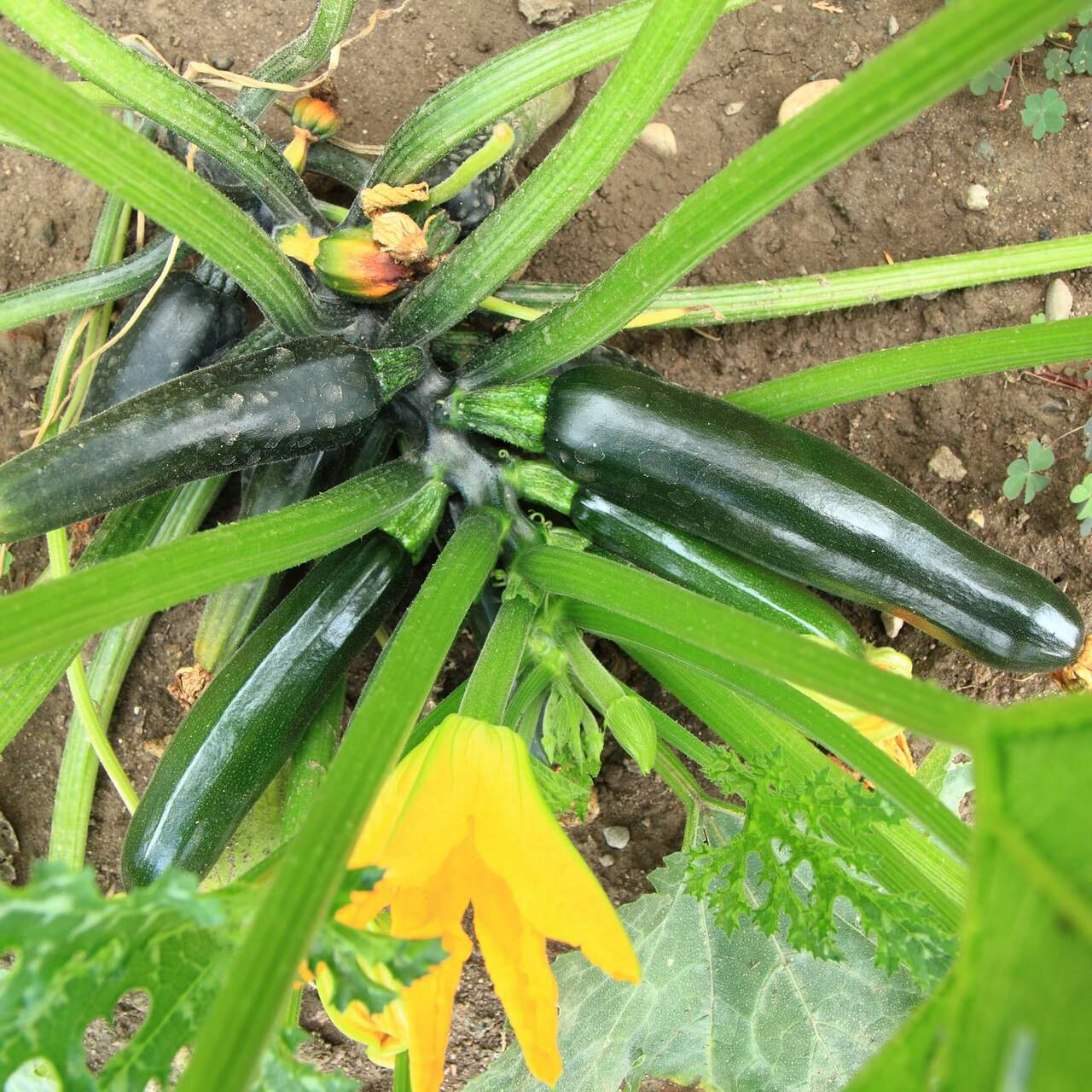 Black Beauty Summer Squash Seeds