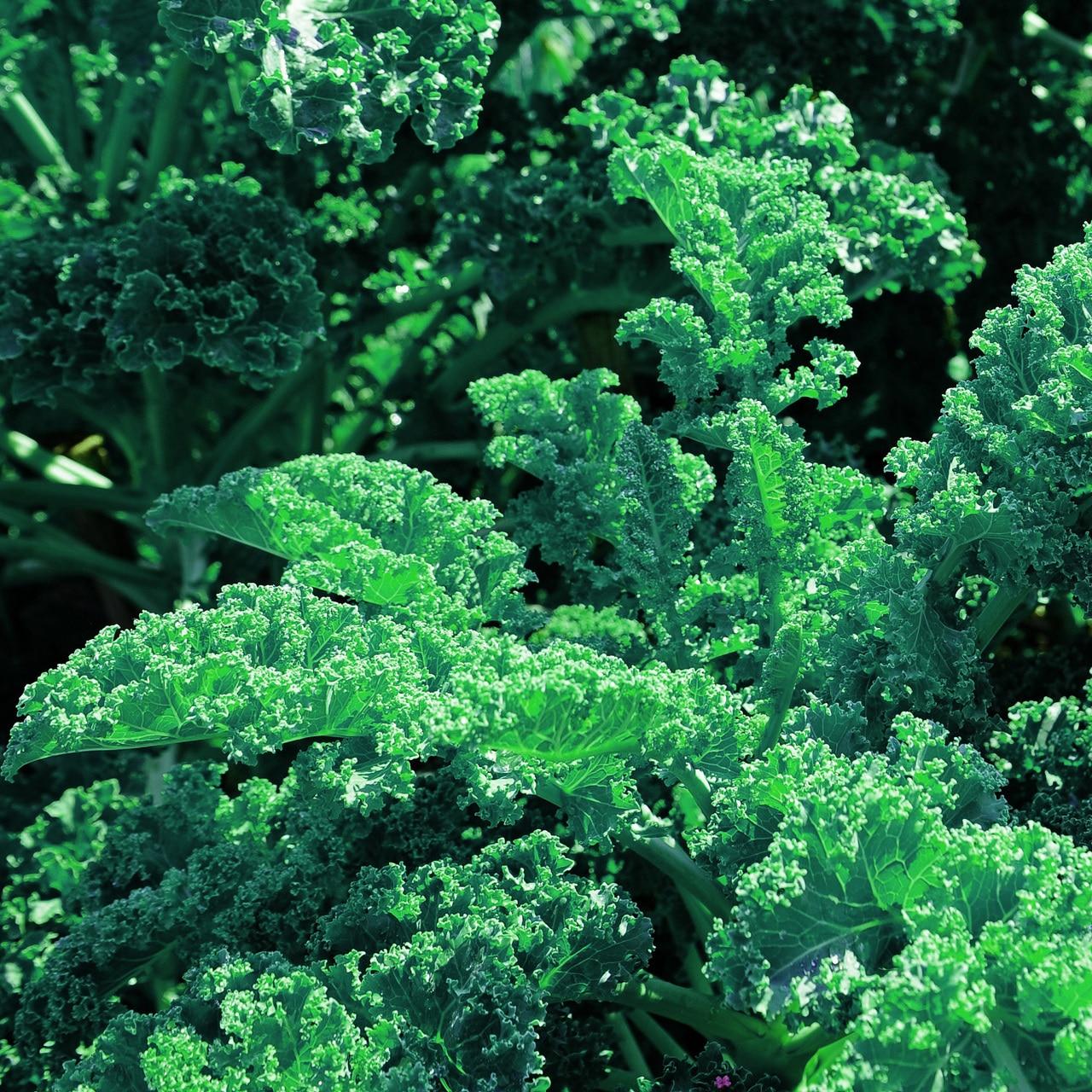 Blue Curled Scotch Kale Seeds