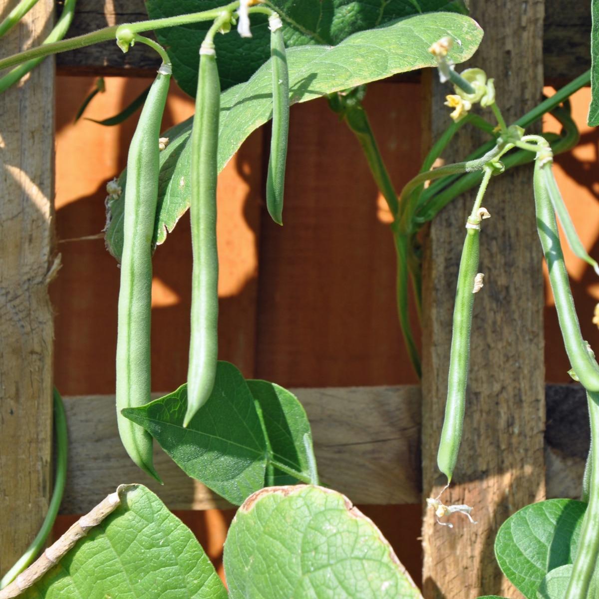 Blue Lake Pole Beans Seeds