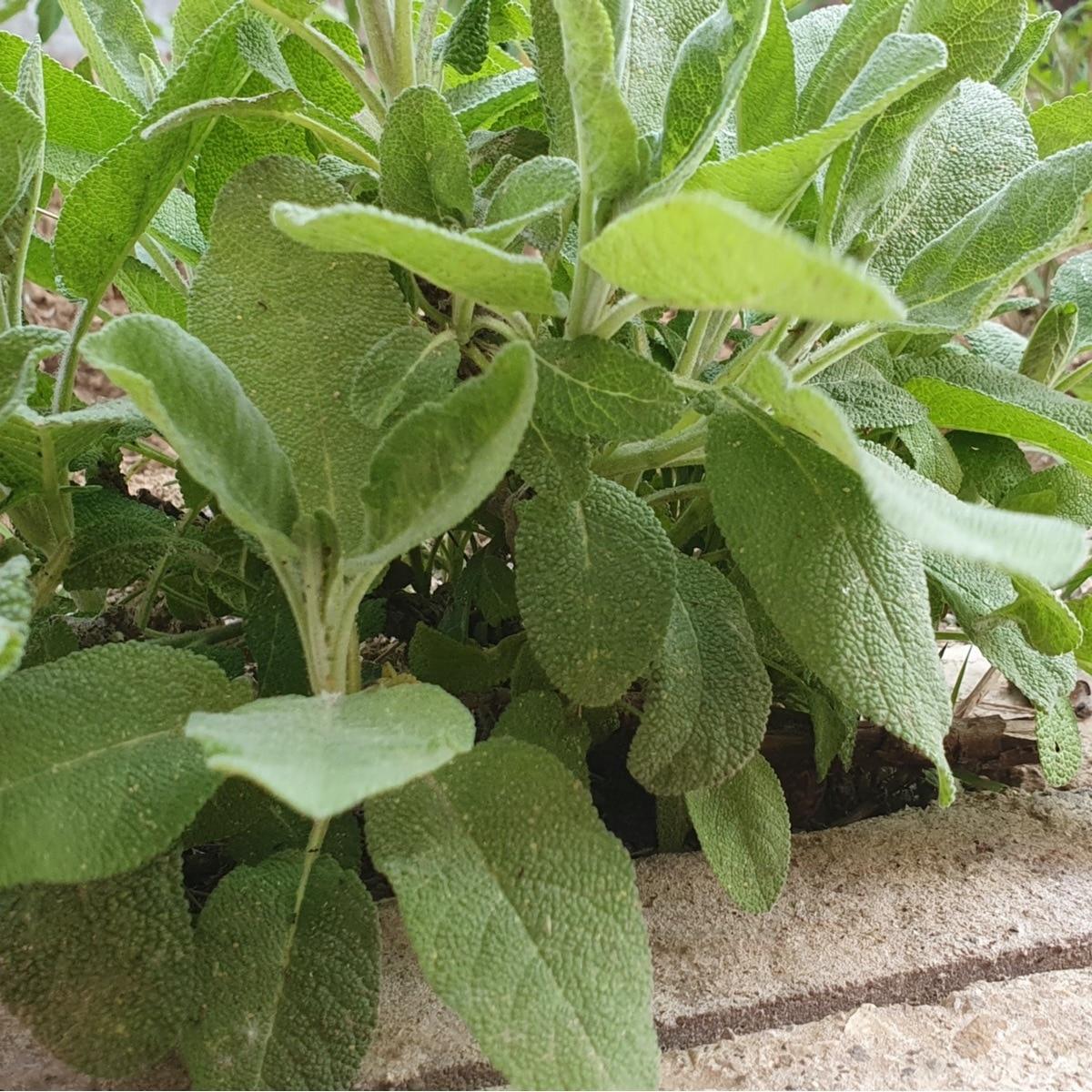 Broadleaf Sage Seeds