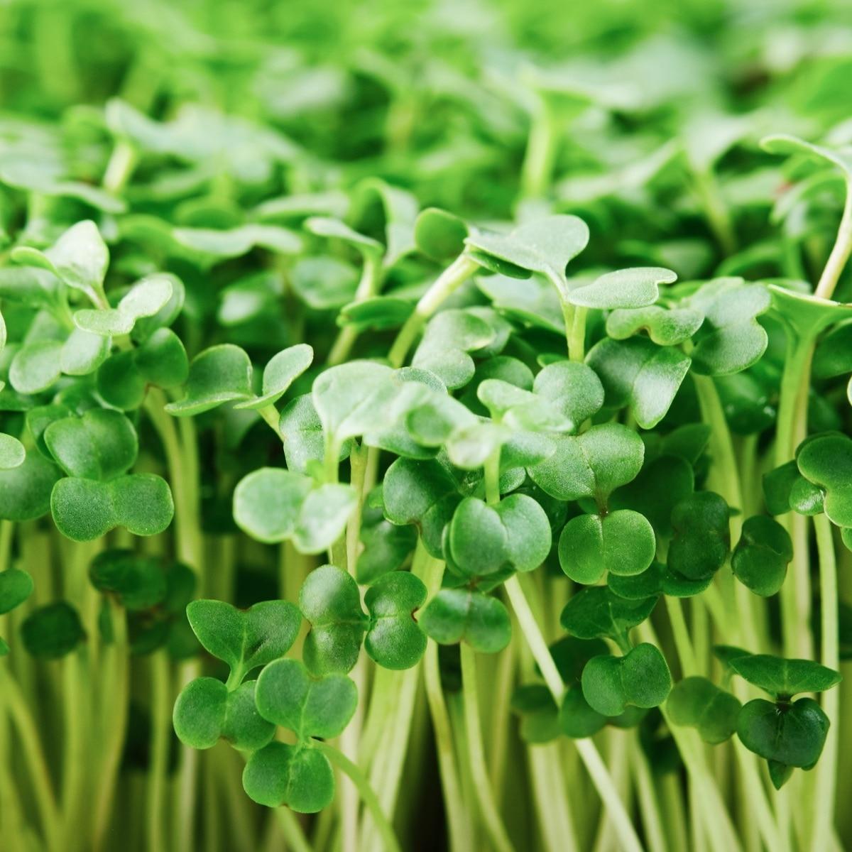 Calabrese Sprouting Broccoli Seeds (Microgreens)