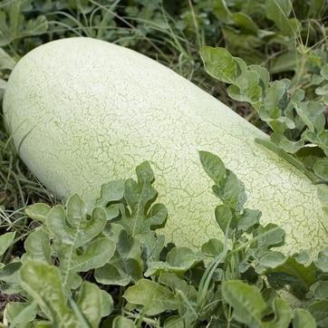 Charleston Grey Watermelon Seeds