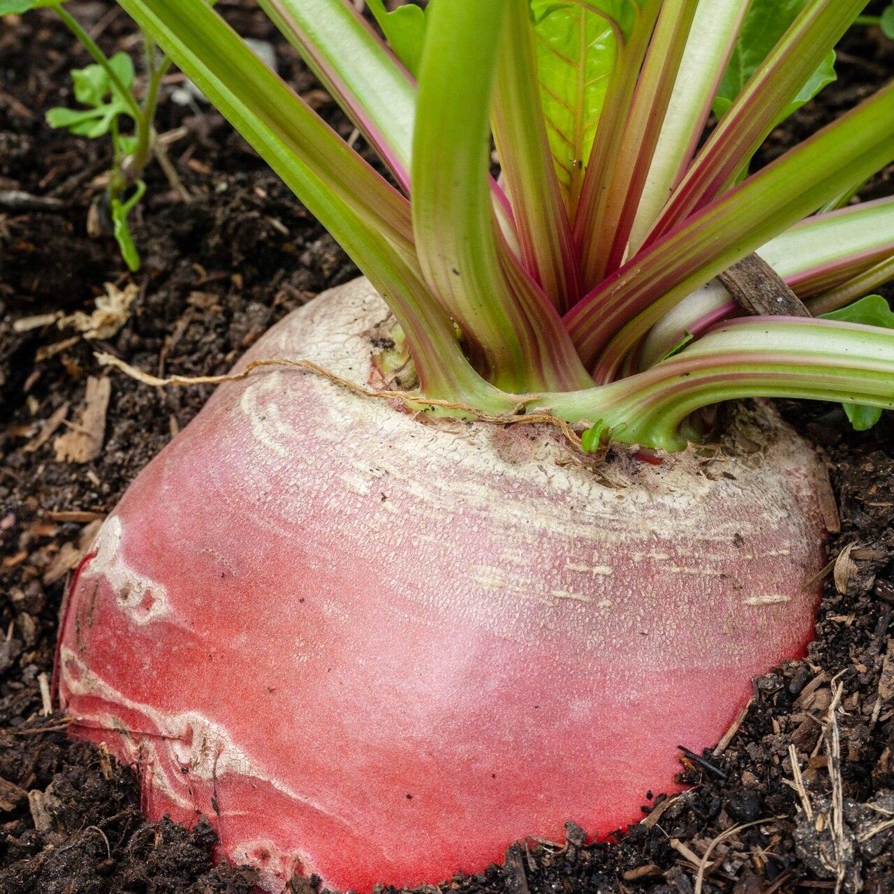 Chioggia Beet Seeds