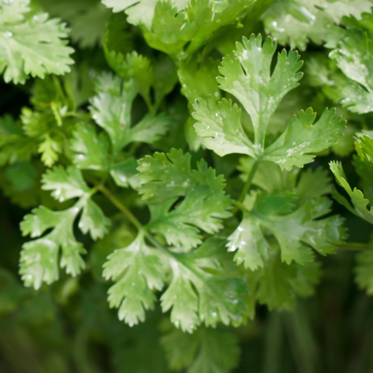 Cilantro Seeds